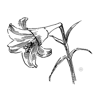 矢量百合花手绘花卉线稿素材下载