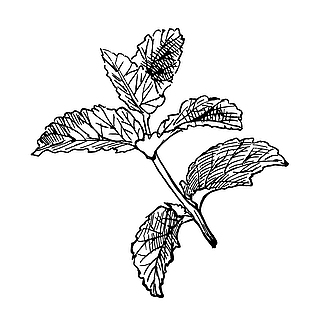 手绘薄荷黑白线稿图片大全