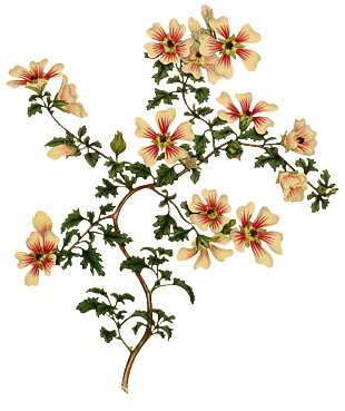 鲜花植物学插图花素材