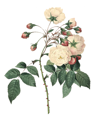 白玫瑰花手绘插图花素材
