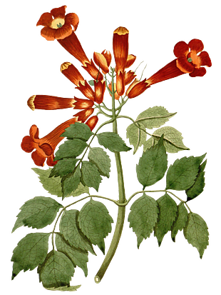 红色花手绘插图花素材
