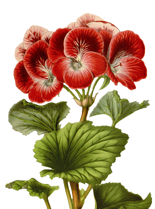 红色鲜花手绘插图花素材