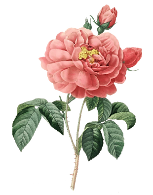 粉玫瑰花手绘插图花素材