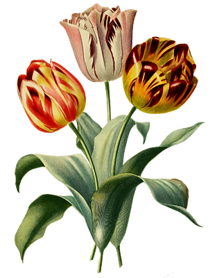 郁金香花手绘插图花素材