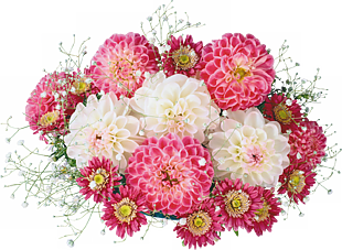 杨菊花鲜花花束素材