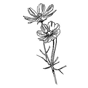 波斯菊线稿手绘插画素材下载