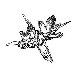 藏红花简笔画线稿元素图片大全