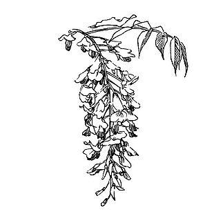 手绘柴藤植物线稿免扣矢量素材