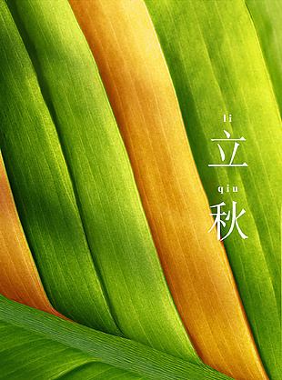 24节气之立秋简约长图素材下载