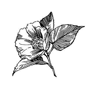 简约手绘线稿图花卉植物山茶花素材