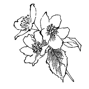 手绘植物花朵茉莉花线稿插画素材