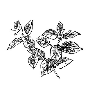 牛至手绘稿线稿植物叶子矢量素材下载