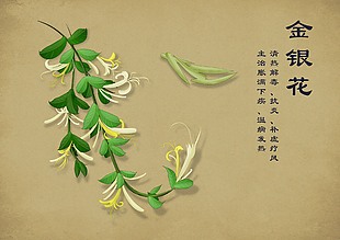金银花手绘中国风中药插画图片
