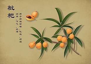 枇杷中草药简笔画