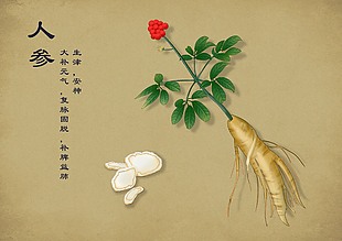 中国古代手绘彩绘草药人参