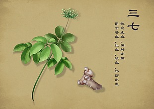 中草药简笔画三七
