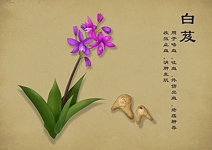 中国古代手绘彩绘草药白芨
