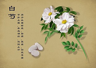 清新中药手绘草本植物白芍