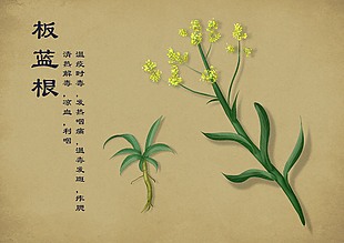 手绘中国风中药插画板蓝根
