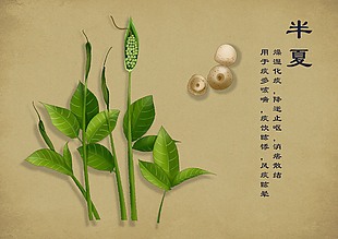 手绘中医草本植物半夏
