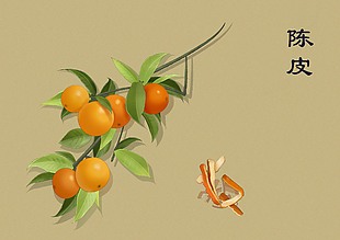 中草药插画手绘植物陈皮