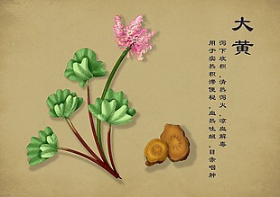 手绘药材元素设计图大黄