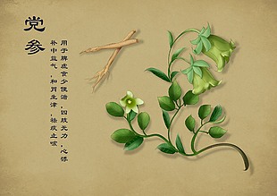 手绘药材元素设计图当归