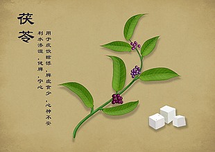 中草药插画手绘植物当归