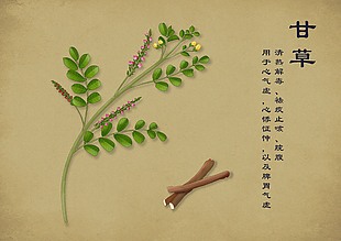 中草药插画手绘植物甘草