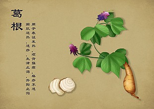 中草药手绘标示葛根