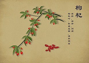 中草药手绘插画枸杞