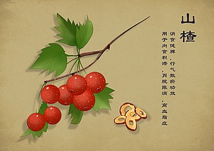 半写实手绘中草药山楂