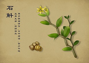 清新中药手绘草本植物石斛