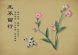 中国风中药插画图片王不留行
