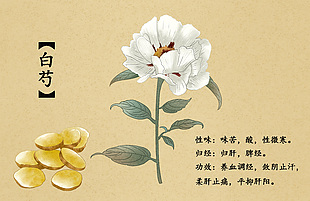 中草药白芍插画设计