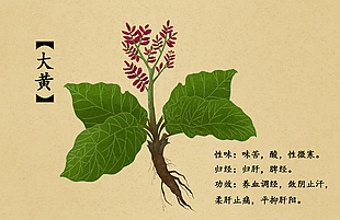 中草药大黄插画设计