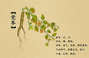 中药党参插画设计