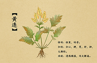 中草药黄连插画设计