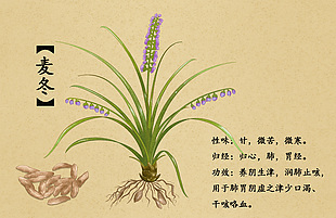 中草药麦冬插画设计