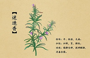 中草药迷迭香插画设计