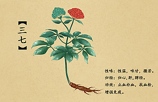 草本草药三七插画设计
