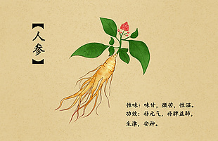 中草药人参插画设计