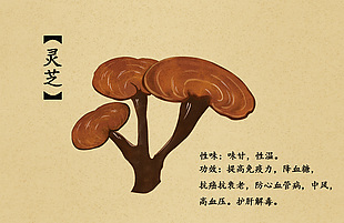 中药灵芝草本植物插画