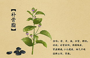 中药甘草补骨脂插画