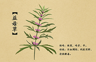 中药益母草插画设计