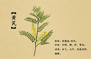 草本中药黄芪插画