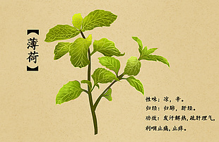 中草药薄荷插画