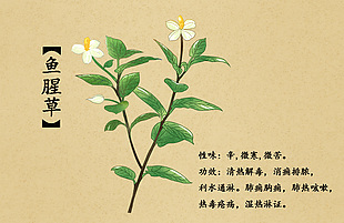 重要草本鱼腥草插画设计