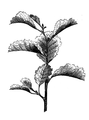 八楞麻药材线稿