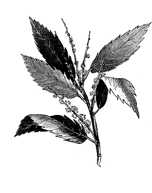 药草白背叶根线稿